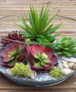 تراریوم کاکتوس TC47 Transect Cactus