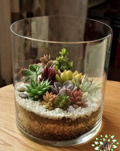 تراریوم کاکتوس TC48 Transect Cactus