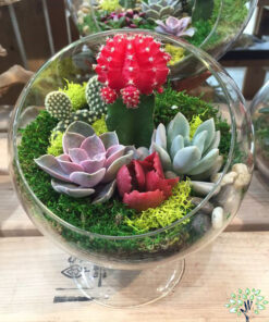 تراریوم کاکتوس TC49 Transect Cactus