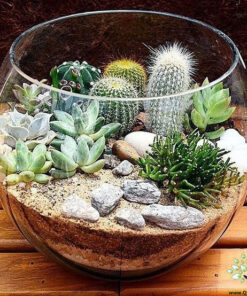 تراریوم کاکتوس TC5 Transect Cactus