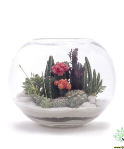 تراریوم کاکتوس TC50 Transect Cactus