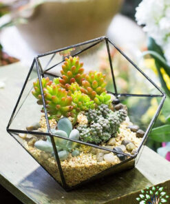 تراریوم کاکتوس TC51 Transect Cactus