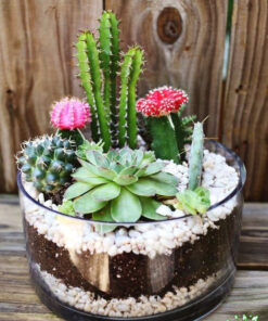 تراریوم کاکتوس TC52 Transect Cactus