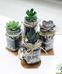 تراریوم کاکتوس TC53 Transect Cactus