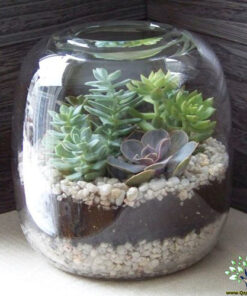تراریوم کاکتوس TC54 Transect Cactus