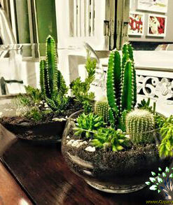 تراریوم کاکتوس TC55 Transect Cactus