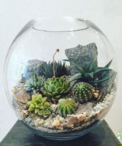 تراریوم کاکتوس TC56 Transect Cactus