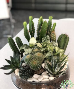 تراریوم کاکتوس TC57 Transect Cactus