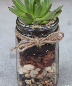 تراریوم کاکتوس TC59 Transect Cactus