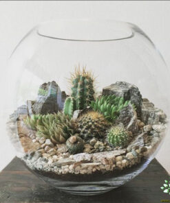 تراریوم کاکتوس TC60 Transect Cactus