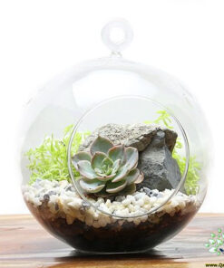 تراریوم کاکتوس TC62 Transect Cactus