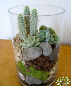 تراریوم کاکتوس TC63 Transect Cactus