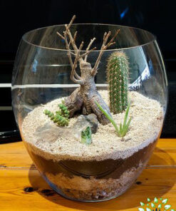 تراریوم کاکتوس TC64 Transect Cactus