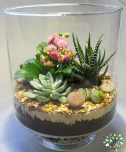 تراریوم کاکتوس TC65 Transect Cactus