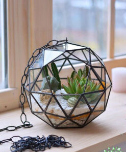 تراریوم کاکتوس TC66 Transect Cactus