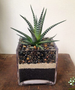 تراریوم کاکتوس TC67 Transect Cactus