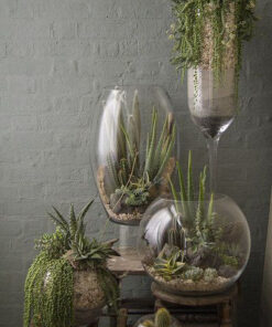 تراریوم کاکتوس TC7 Transect Cactus
