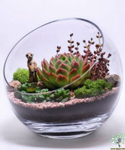 تراریوم کاکتوس TC70 Transect Cactus