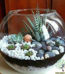 تراریوم کاکتوس TC71 Transect Cactus