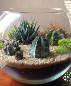 تراریوم کاکتوس TC72 Transect Cactus