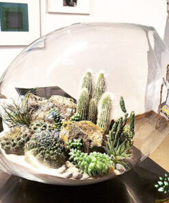 تراریوم کاکتوس TC73 Transect Cactus