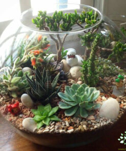 تراریوم کاکتوس TC74 Transect Cactus