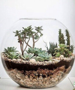 تراریوم کاکتوس TC8 Transect Cactus