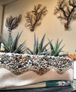 تراریوم کاکتوس TC9 Transect Cactus