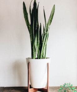 استند زمینی چوبی WGS14 wooden ground stands