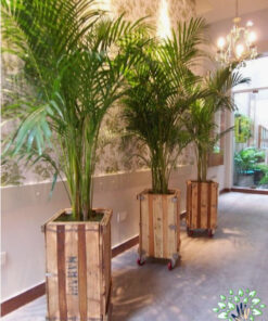 استند زمینی چوبی WGS77 wooden ground stands