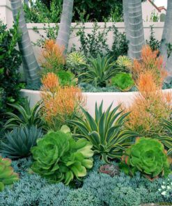 بام سبز GR11 Green roof