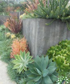 بام سبز GR12 Green roof