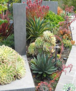 بام سبز GR25 Green roof