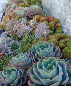 بام سبز GR50 Green roof
