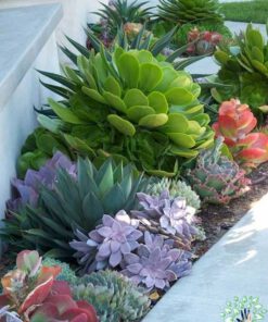 بام سبز GR56 Green roof
