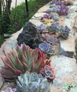 بام سبز GR57 Green roof