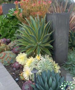 بام سبز GR60 Green roof