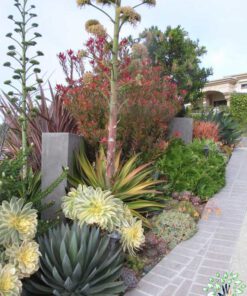 بام سبز GR61 Green roof