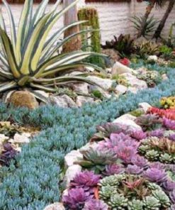 بام سبز GR69 Green roof