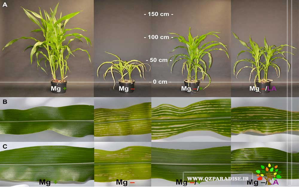 در صورتی که عکس کاهش منیزیم در گیاهان نمایش داده نشد با تیم پشتیبانی مجموعه پارادایس هماهنگ نمایید .