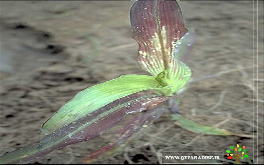 در صورتی که عکس علائم کمبود فسفر در رنگدانه های گیاه نمایش داده نشد با تیم پشتیبانی مجموعه پارادایس هماهنگ نمایید .