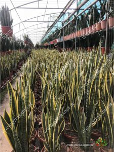 در صورتی که عکس گلخانه گیاهان آپارتمانی حسین آصفی گیاه سانسوریا نمایش داده نشد با تیم پشتیبانی مجموعه پارادایس هماهنگ نمایید .