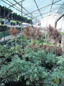 در صورتی که عکس گلخانه گیاهان آپارتمانی جعفر ناصری با گیاه های بنجامین ابلق ، دراسنا پرچی نمایش داده نشد با تیم پشتیبانی مجموعه پارادایس هماهنگ نمایید .