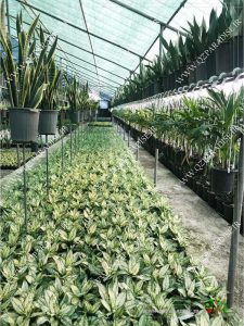 گلخانه گیاهان آپارتمانی حسن آصفی تولید گیاه زینتی