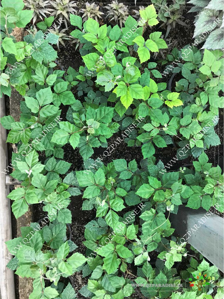 در صورتی که عکس گیاه سیسوس در گلخانه گیاهان آپارتمانی رمضانی نمایش داده نشد با تیم پشتیبانی مجموعه پارادایس هماهنگ فرمائید .