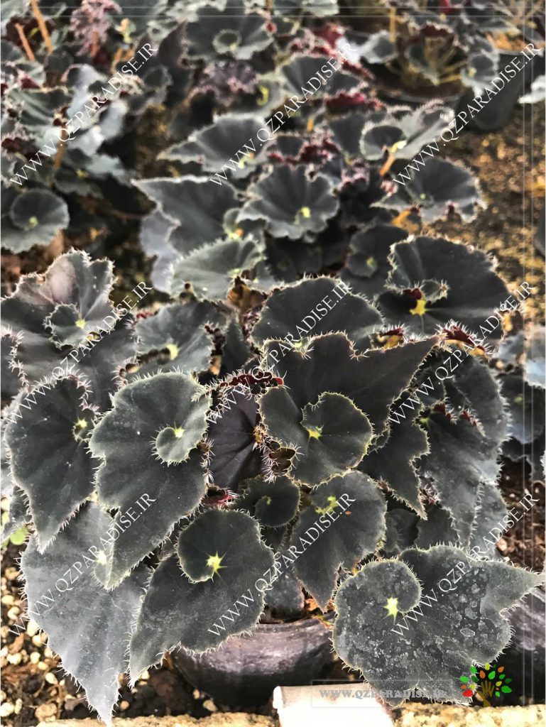 در صروتی که عکس بگونیا رکس مامبو تاریک Begonia × rex-cultorum “Dark Mambo” نمایش داده نشد با تیم پشتیبانی مجموعه پارادایس هماهنگ فرمائید .