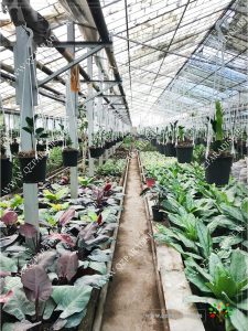 در صورتی که عکس گلخانه گیاهان آپارتمانی رمضانی نمای غربی لاین سه نمایش داده نشد با تیم پشتیبانی هماهنگ شود.