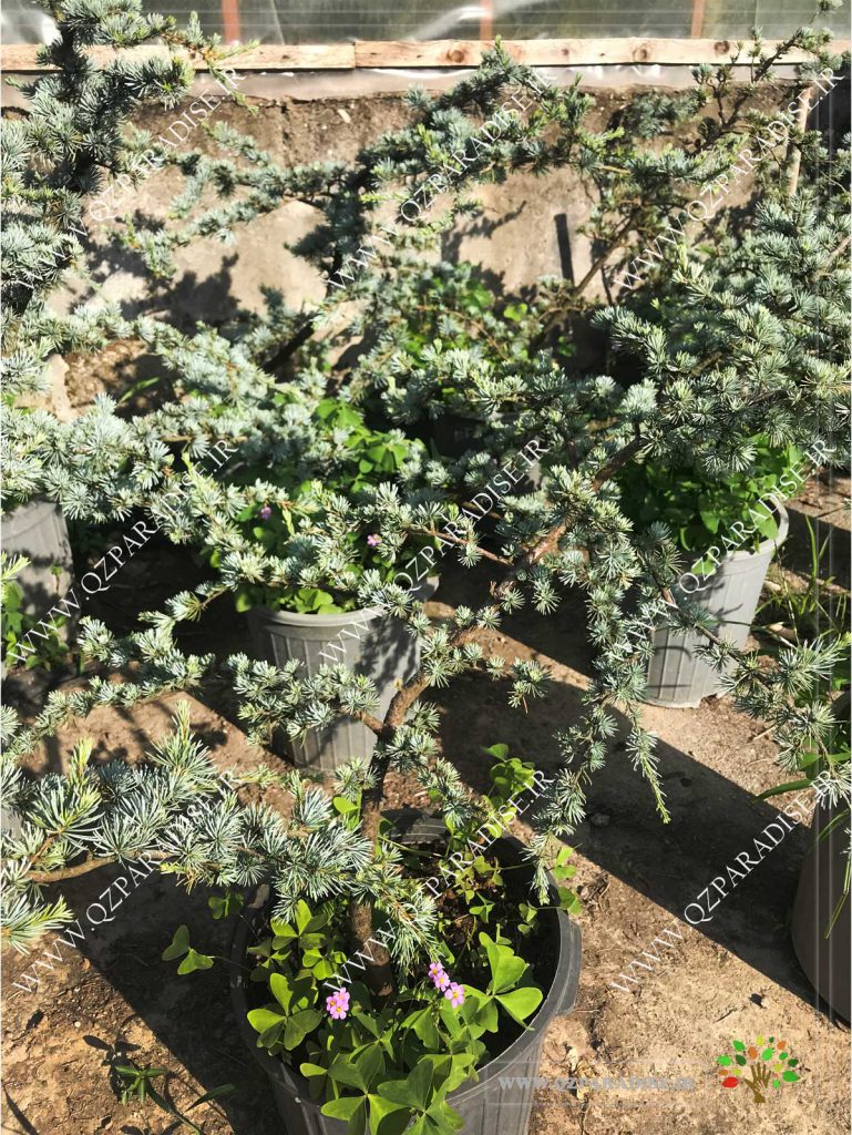 در صورتی که عکس کاج نوئل آبی از گلخانه گیاهان آپارتمانی رمضانی نمایش داده نشد با تیم پشتیبانی مجموعه پارادایس هماهنگ نمایید .
