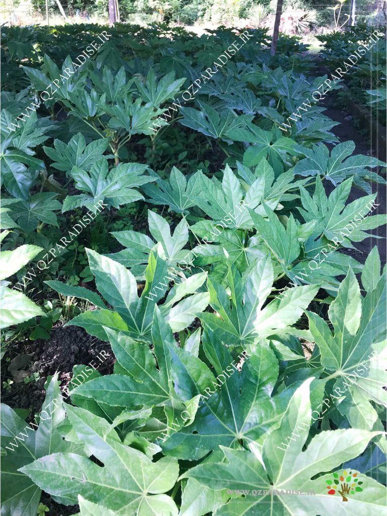 در صورتی که عکس برگ آرالیا از گلخانه گیاهان آپارتمانی رمضانی نمایش داده نشد با تیم پشتیبانی مجموعه پاردایس هماهنگ نمایید .