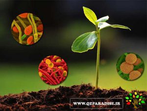 در صورتی که عکس کود میکرو و عناصر مفید آن نمایش داده نشد با تیم پشتیبانی مجموعه پارادایس هماهنگ نمایید .